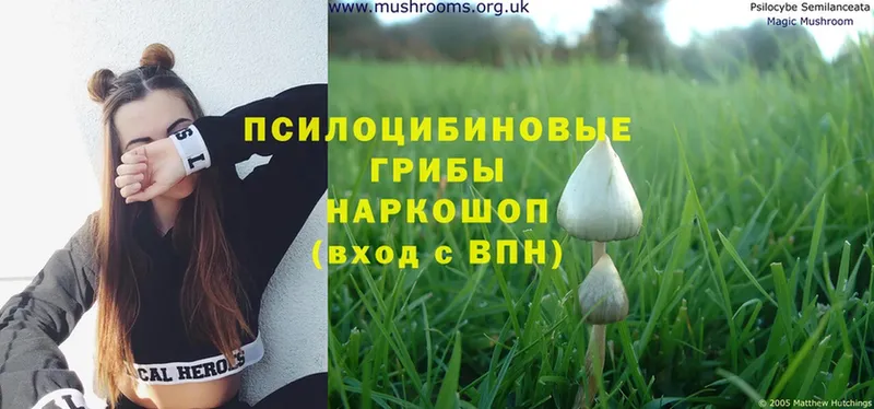 где продают наркотики  Мариинск  Галлюциногенные грибы Magic Shrooms 